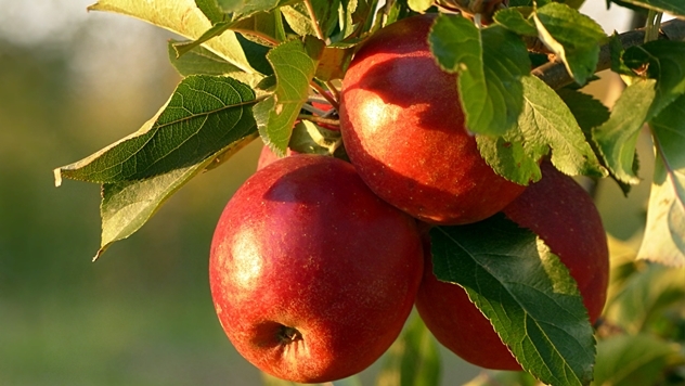 Zaštita jabuke - © Pixabay
