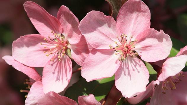 Cvet japanske trešnje - © Pixabay