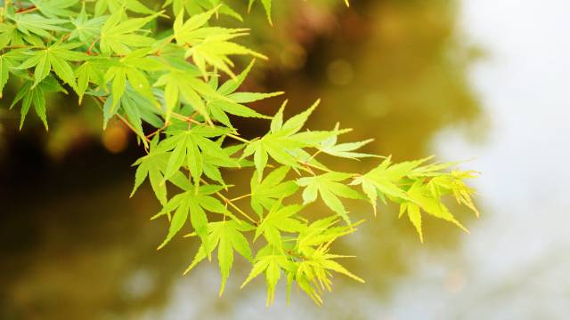 Japanski javor: Neprevaziđeni ukras vrta- © Pixabay