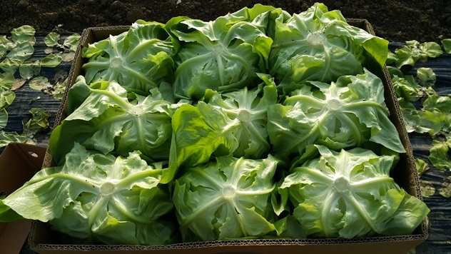 Zelena salata Jukebox za zimsku proizvodnju - © Holland Angro