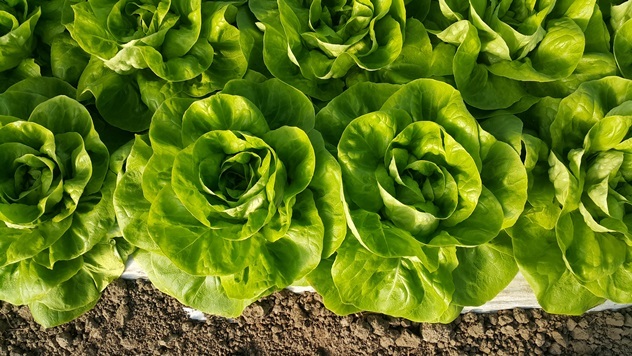 Zelena salata Jukebox za zimsku proizvodnju - © Holland Angro