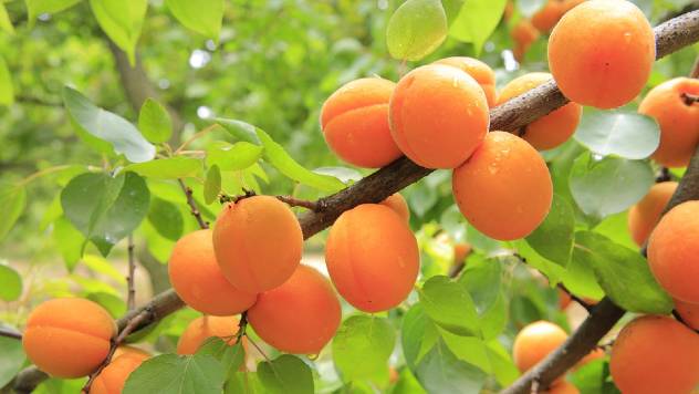 Kajsija: Jeftinija za uzgoj od drugih voćnih vrsta - © Pixabay