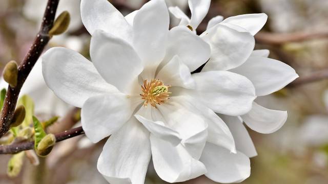 Kineska magnolija: Neprevaziđeni ukras vrta- © Pixabay