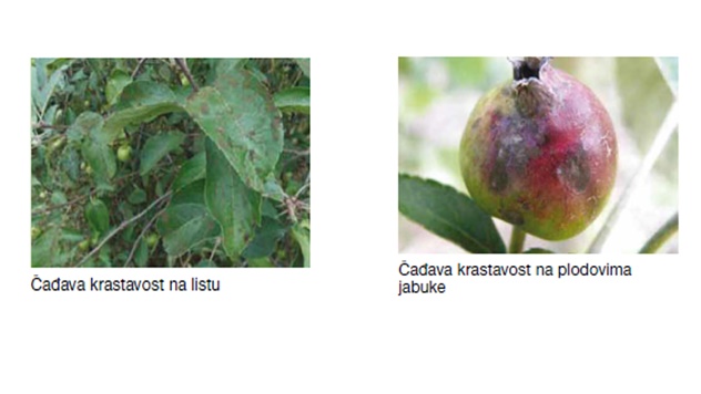 Zaštita jabuke - © BASF