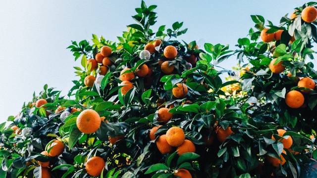 Kako se gaji klementina u saksiji: Zdravo i sočno voće koje stimuliše hormon sreće - © Pixabay