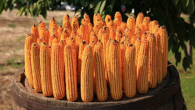 Klipovi kukuruza - © Foto: Agromedia
