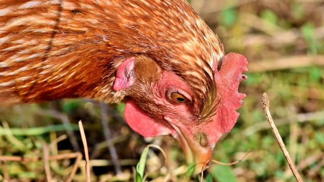 Zašto kokoške jedu svoja jaja i kako to da sprečite - © Pixabay