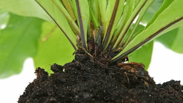 Koren biljke se prilagođava prema količini vode u zemljištu - © Agromedia