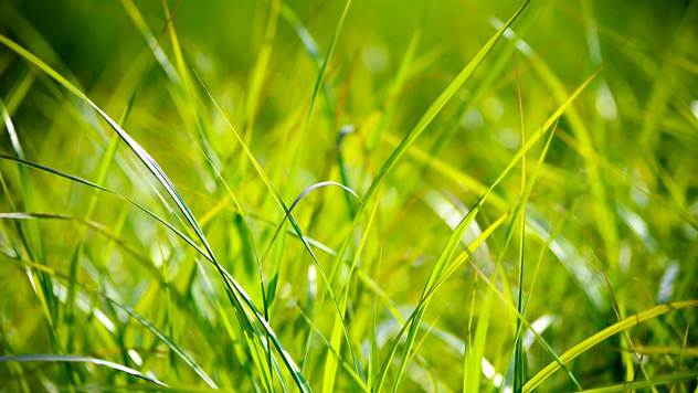 Košenje trave - © Pixabay