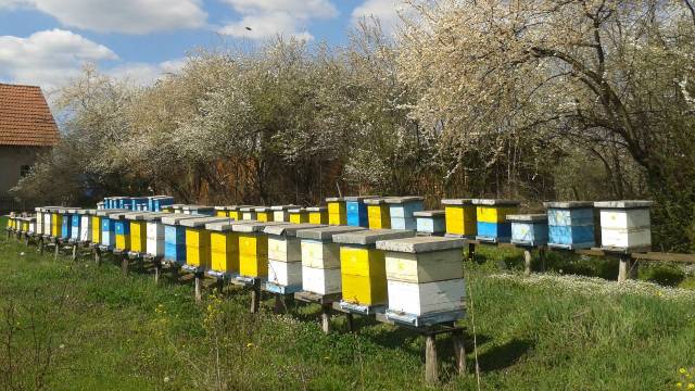 Deficit meda: Da li će nestašica meda uticati na povećanje cene?- © Dejan Davidović /  Agromedia