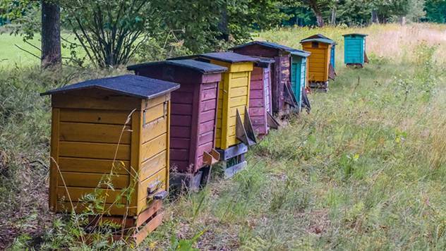 U Inđiji se najbrže razvija pčelarstvo - ©Pixabay