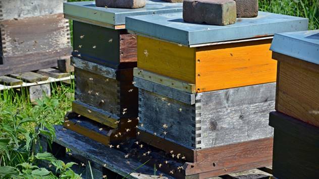 Kako pravilno hraniti pčele u jesen? - © Agromedia