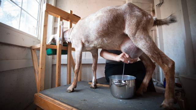 Kozije mleko: Pravilna priprema vimena i postupak muže povećava kvalitet mleka - © Pixabay