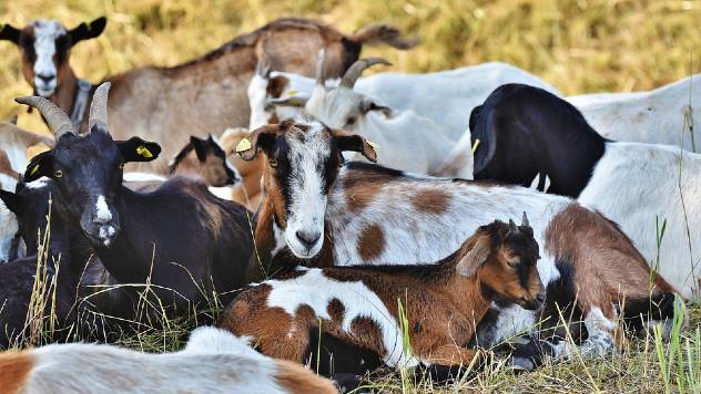 Italijanske koze koje daju najviše mleka - © Agromedia