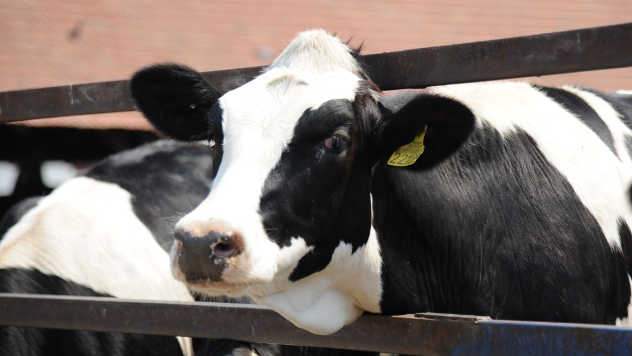 Ishrana muznih krava - © Agromedia
