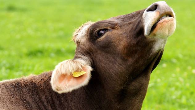 Naučno potvrđeno: Maženje krava doprinosi njihovom boljem rastu i povećanju prinosa mleka  - © Pixabay