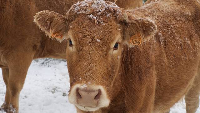 Štetan uticaj hladnoće na produktivnost stoke i kako ga smanjiti- © Pixabay