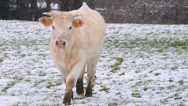 Štetan uticaj hladnoće na produktivnost stoke i kako ga smanjiti - © Pixabay