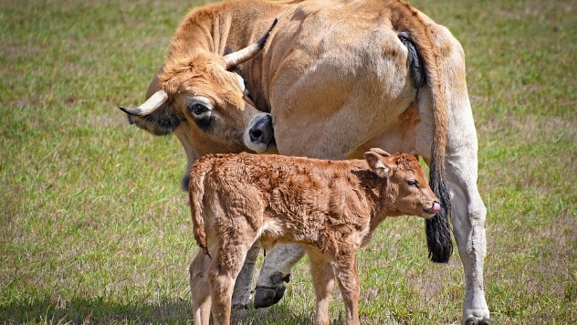 Subvencije za nabavku krava, junica i teladi - © Pixabay