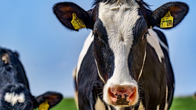 Najviše organskih krava u Nemačkoj - ©Pixabay