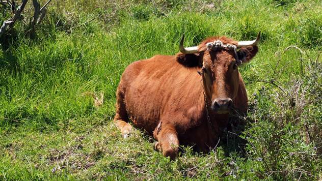 Ovi simptomi su siguran znak da je vaša krava bolesna - © Pixabay