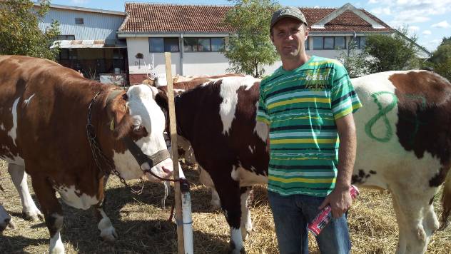 Mlečno govedarstvo: Mleko za ponos, a isplativost na granici  - © Dejan Davidović/Agromedia