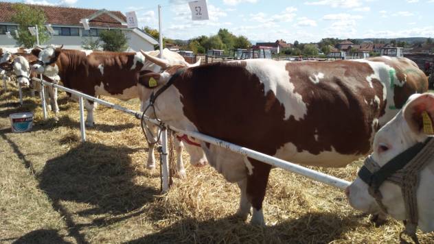 Mlečno govedarstvo: Mleko za ponos, a isplativost na granici  - © Dejan Davidović/Agromedia