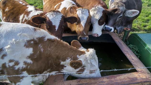 Šta nam krava poručuje svojim ponašanjem - © Agromedia
