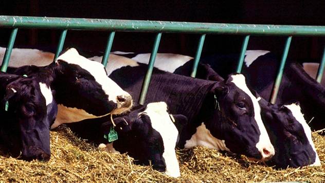 Zasušenje muznih krava nije samostalna radnja, već podrazumeva i pravilnu ishranu - © Pixabay