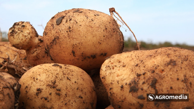 Godina je počela dobro za proizvođače krompira - © Agromedia
