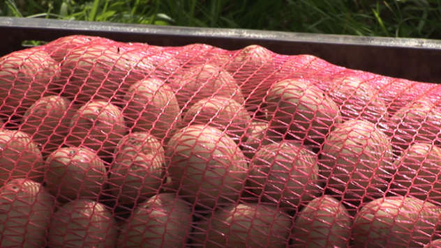Zaražen semenski krompir u Republici Srpskoj - © Agromedia