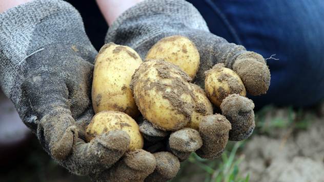 Ukoliko pravilno uradite agrotehničke mere povećaćete prinos krompira - © Pixabay