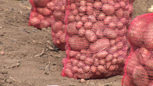Ukoliko pravilno uradite agrotehničke mere povećaćete prinos krompira - © Pixabay