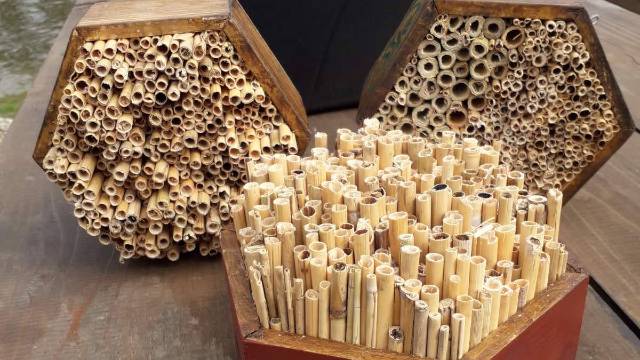 Briga o divljim pčelama: Pravljenje pčelinjih kućica od prirodnih materijala- © Tanja Prolić Agromedia 