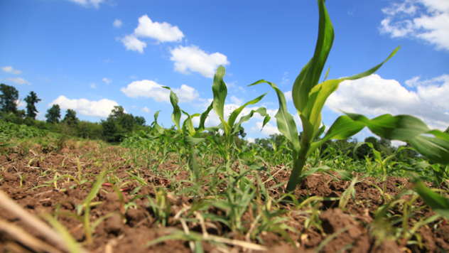 Od kojih faktora zavisi efikasnost herbicida - © Agromedia