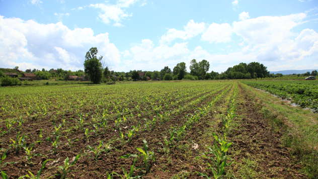 Kukuruz u polju - ©Agromedia