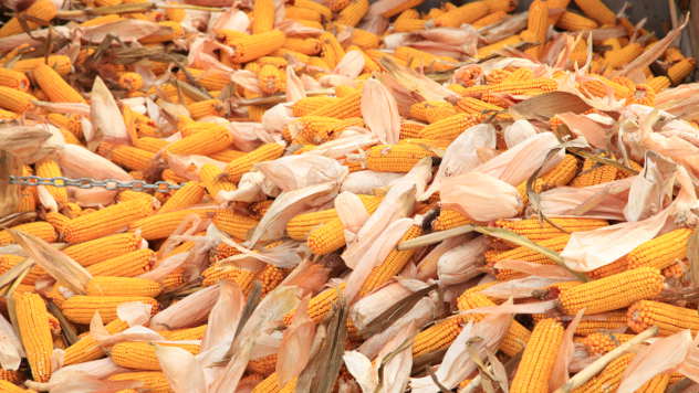 Klipovi kukuruza - ©Agromedia