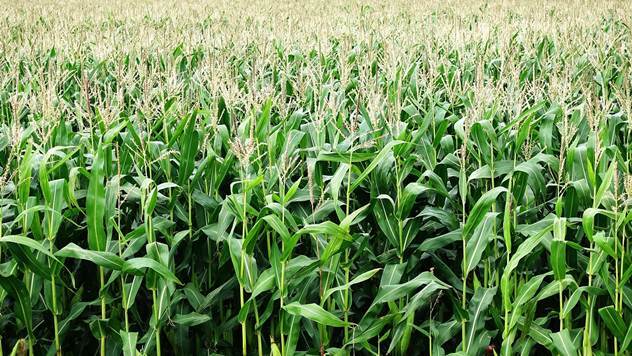Proizvodnja kukuruza - © Pixabay