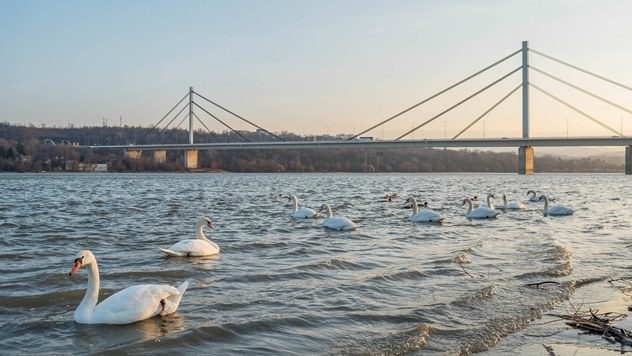 Most preko Dunava u Novom Sadu - © Pixabay