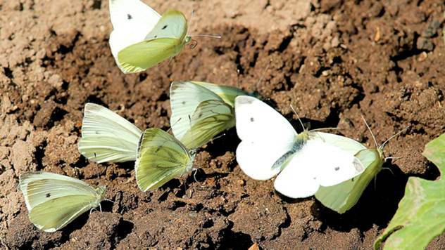 Zaštita od leptira kupusara - © Pixabay