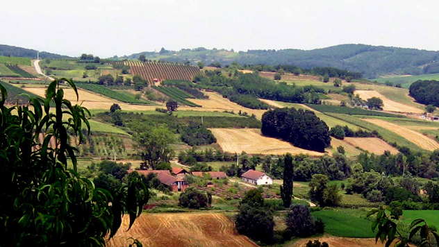 Panorama levačkog vinogorja - © Foto: Biljana Nenković