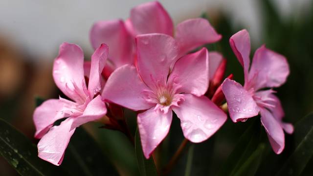 Oprez sa Lijanderom: Iako je otporna biljka i lepo izgleda, veoma je toksična  - © Pixabay