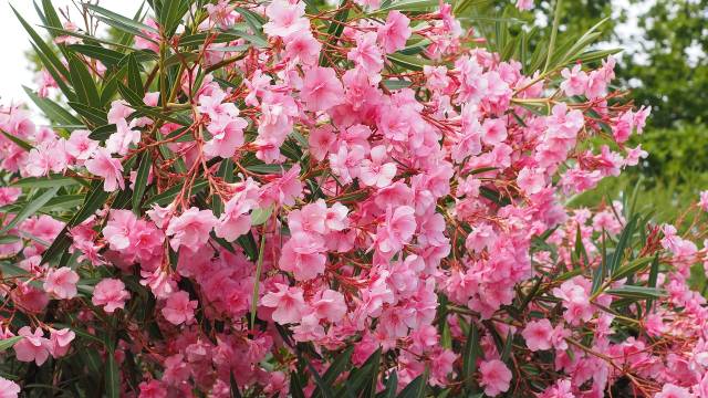 Oprez sa Lijanderom: Iako je otporna biljka i lepo izgleda, veoma je toksična - © Pixabay