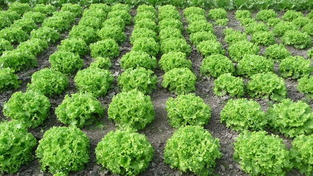 Zelena salata Lirice - © Holland Angro
