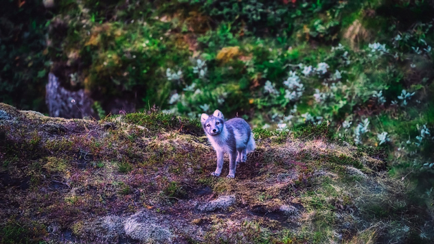 Lisice gaje baštu ©Pixabay