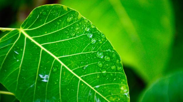 OTKRIVENA TAJNA fotosinteze:  Imaćemo VEĆE PRINOSE i sigurniju proizvodnju - © Pixabay
