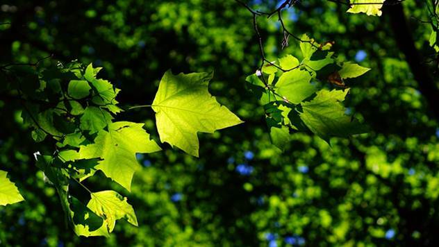 Lučani: Osušena stabla zameniće mlade šume - © Pixabay
