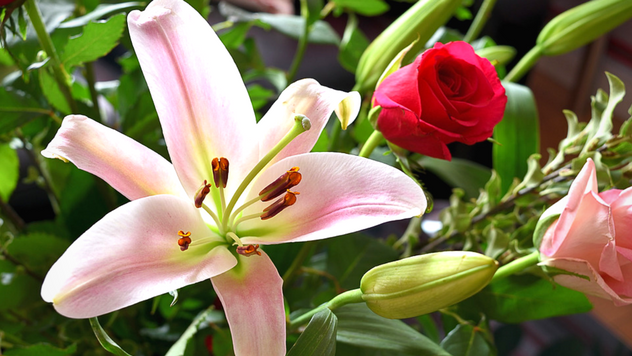 Ljiljan  i drugo baštensko cveće- © Pixabay
