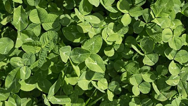 Ilustracija: Lucerka je jedna od biljaka koja ima sposobnost azotofiksacije - © Pixabay