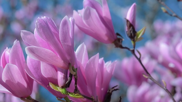 magnolija lalino drvo